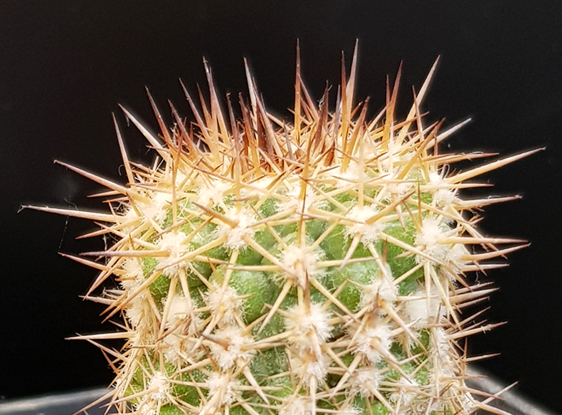 Copiapoa decorticans 