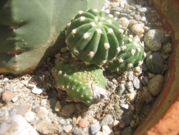 Echinopsis subdenudata 