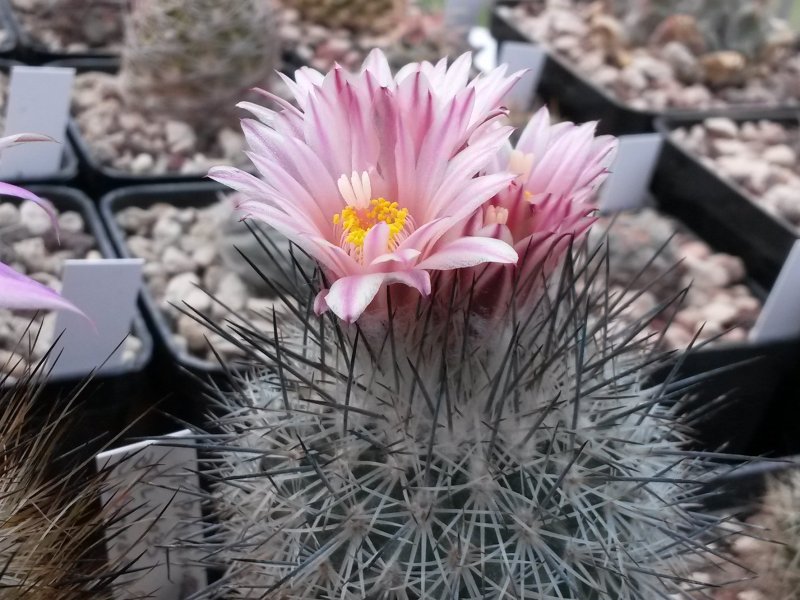 Turbinicarpus pailanus L 1035