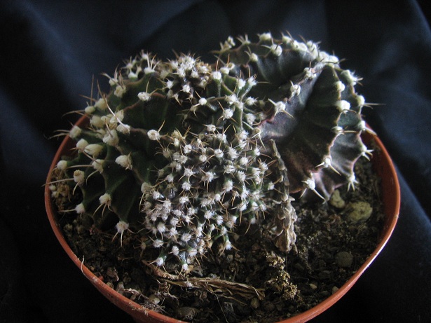 Gymnocalycium mihanovichii 