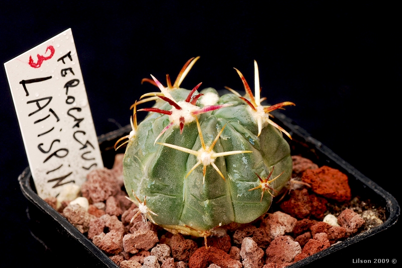 Ferocactus latispinus 