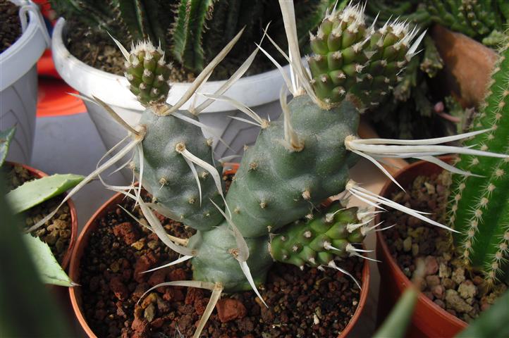 Tephrocactus articulatus v. papyracanthus 