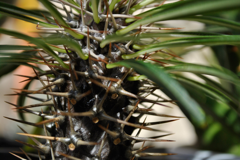 Pachypodium lamerei 
