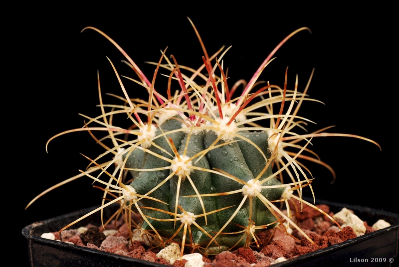 Ferocactus cylindraceus v. rostii 