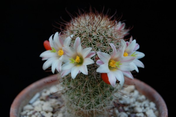 Mammillaria estebanensis 