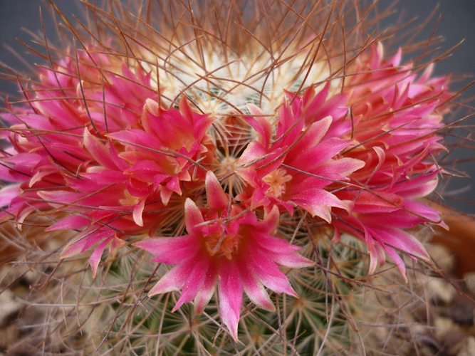 Mammillaria rekoi ssp. leptacantha 