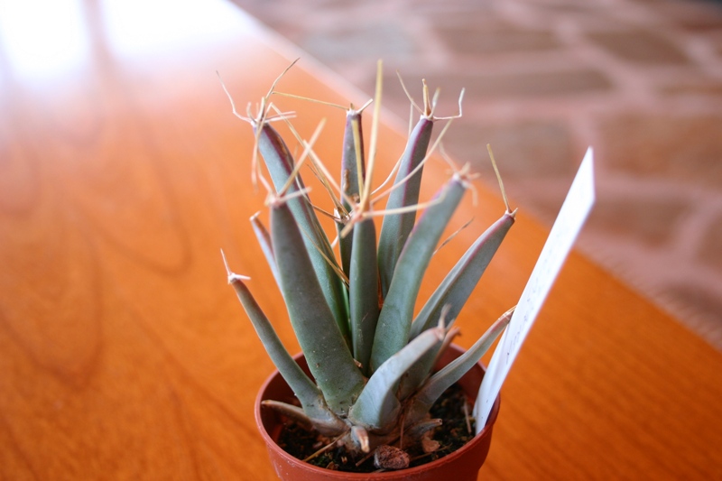 Leuchtenbergia principis 