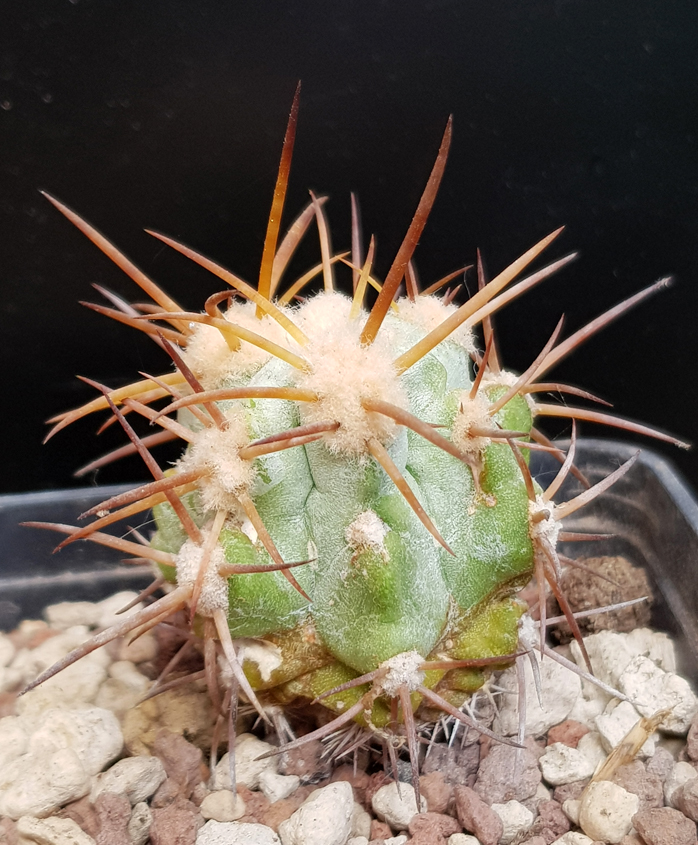 Copiapoa solaris JA 274