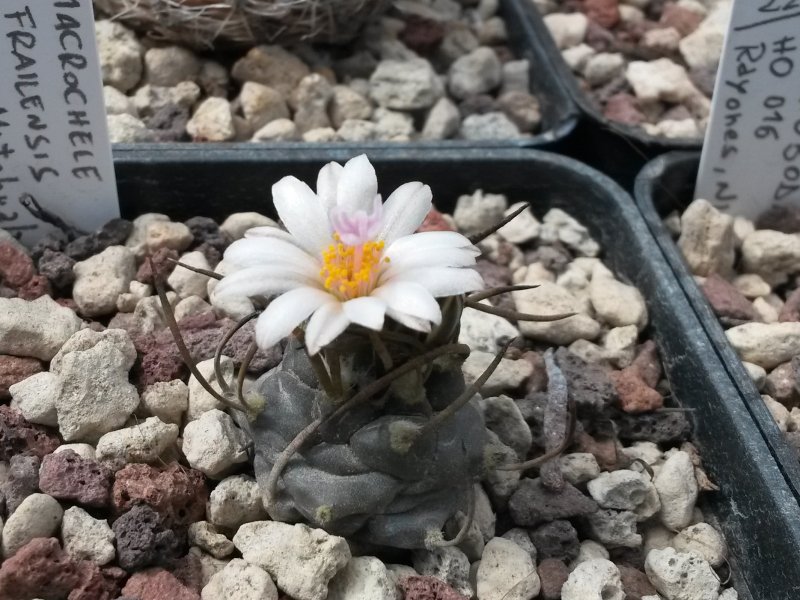 Turbinicarpus macrochele ssp. frailensis PP 402