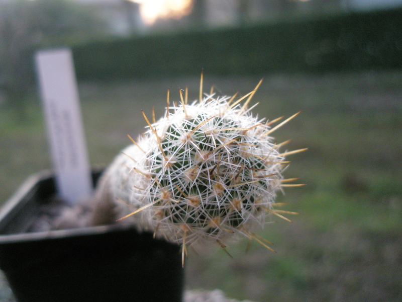 Thelocactus hastifer 