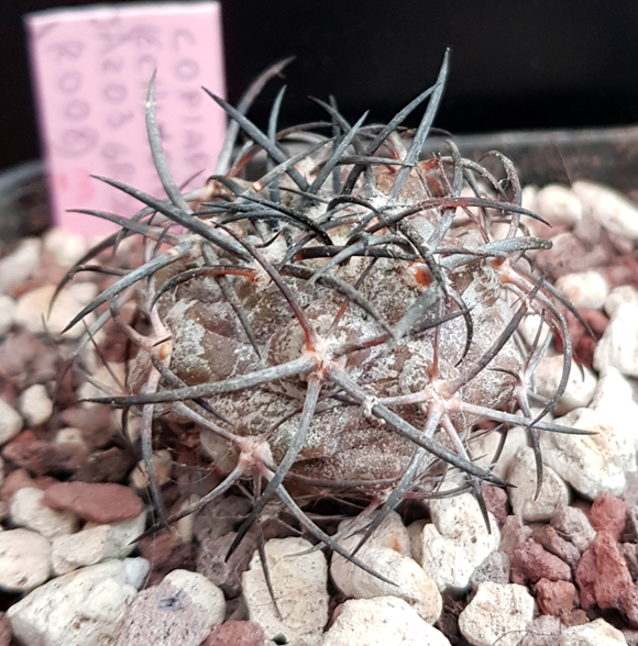 Copiapoa griseoviolacea JA 203