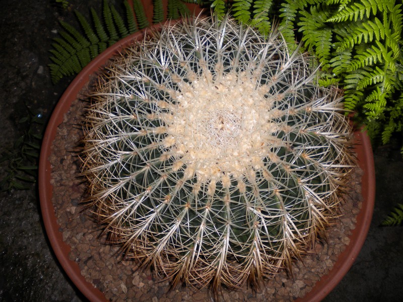 Echinocactus grusonii v. albispinus 