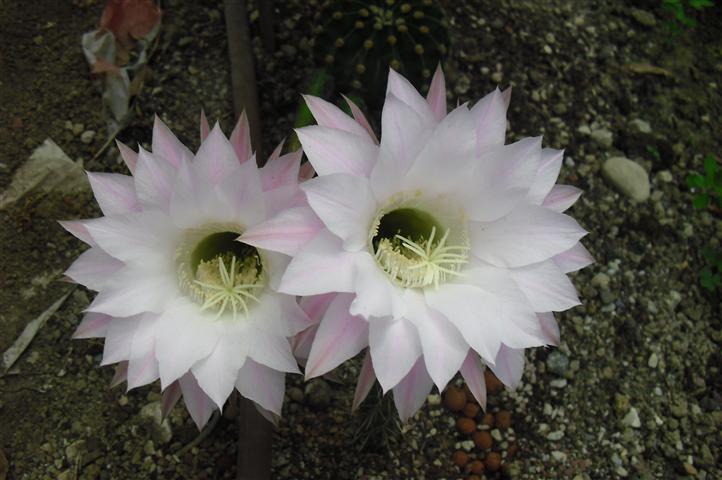 Echinopsis multiplex 