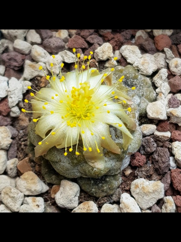 Copiapoa hypogaea v. barquitensis FR 654