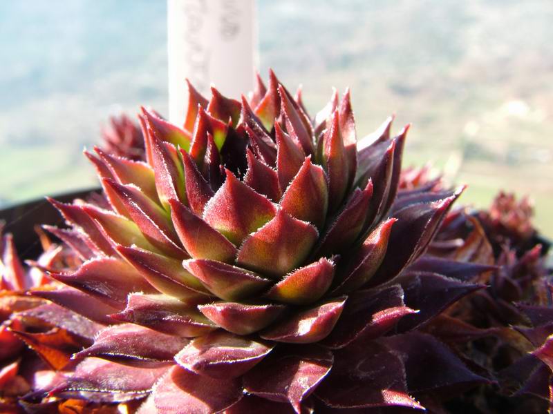 Sempervivum cv. 'black mountain' 