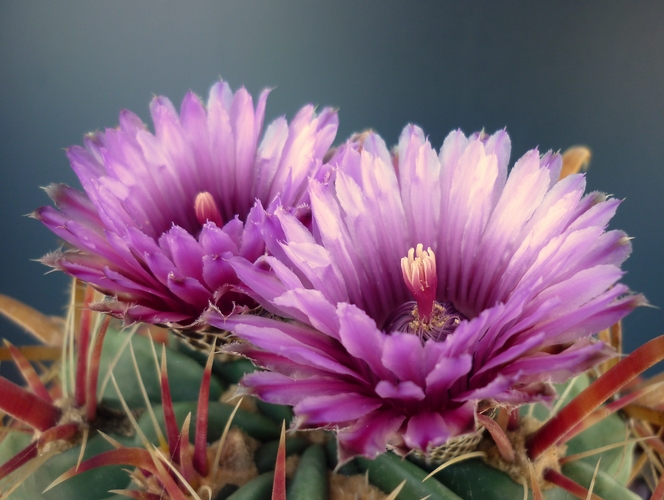 Ferocactus latispinus 