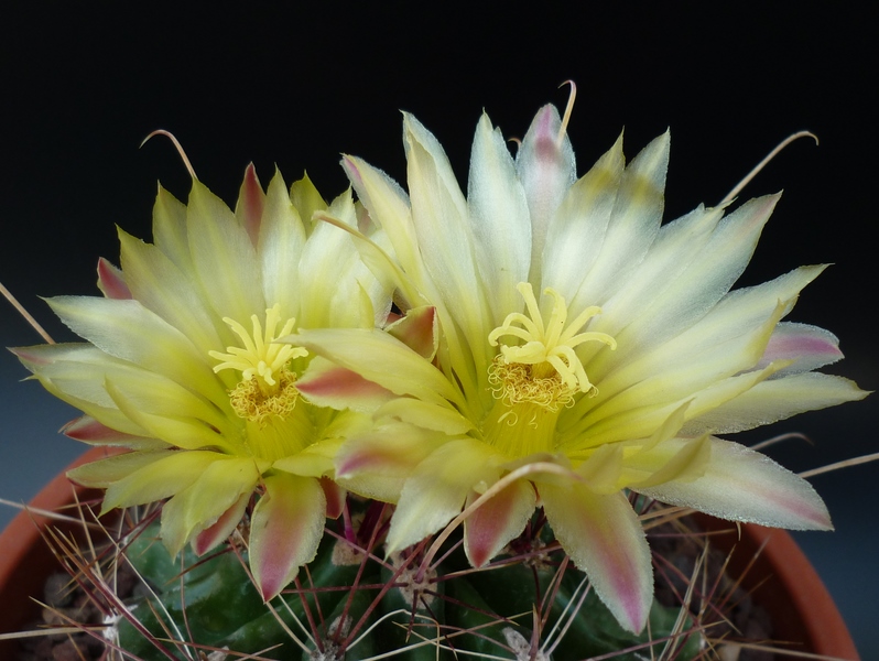 Ferocactus hamatacanthus 