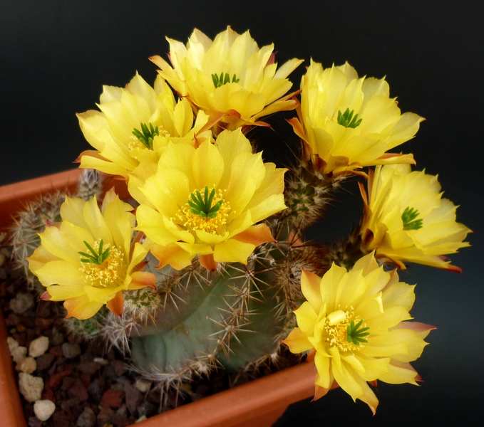 Echinocereus subinermis ssp. ochoterenae 