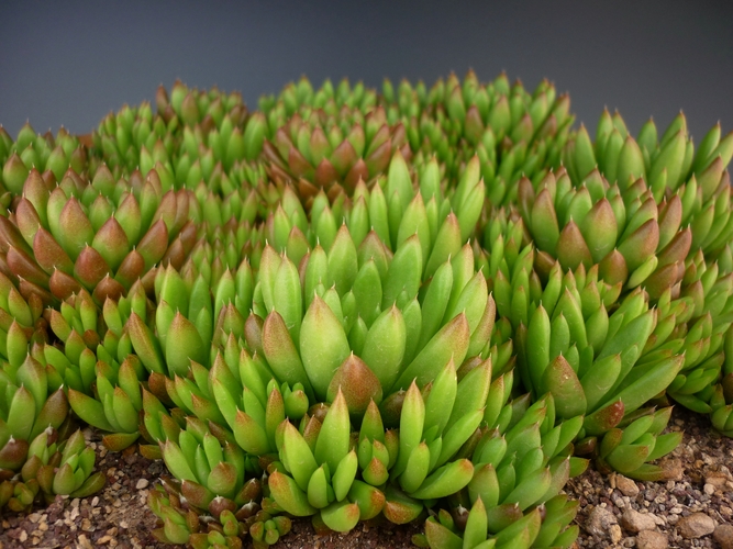 Orostachys erubescens 