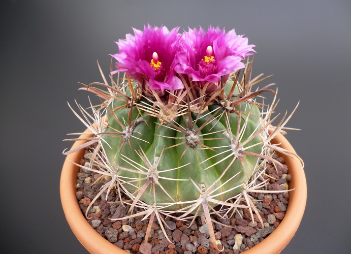 ferocactus fordii ssp. borealis