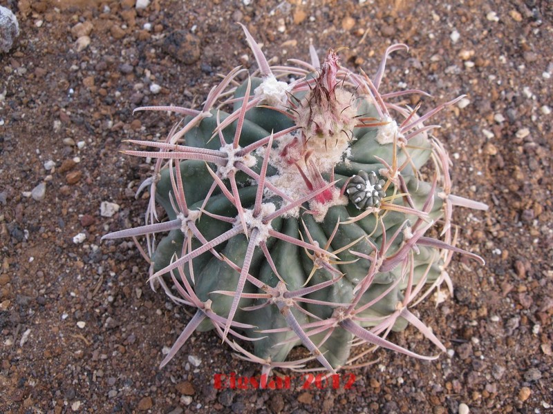 Echinocactus texensis 