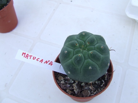 Matucana madisoniorum 