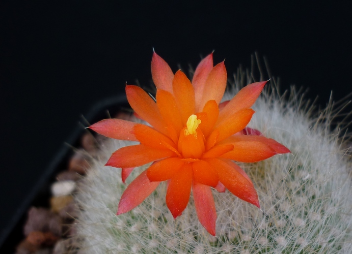 Parodia haselbergii 