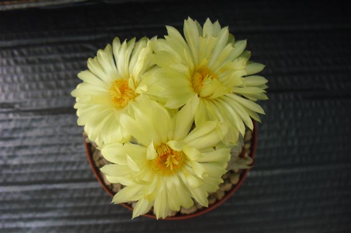 Astrophytum myriostigma 