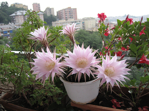 Echinopsis multiplex 