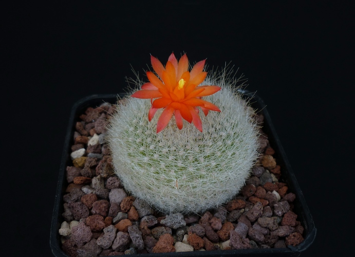 Parodia haselbergii 