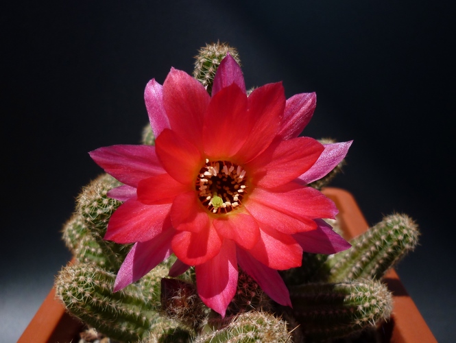 Chamaecereus cv. rainbow 