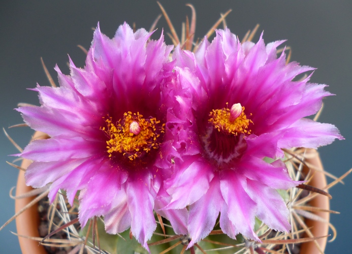 Ferocactus fordii ssp. borealis 