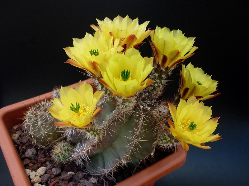 Echinocereus subinermis ssp. ochoterenae 