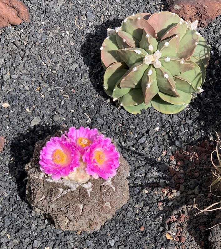 Ariocarpus fissuratus cv. godzilla 