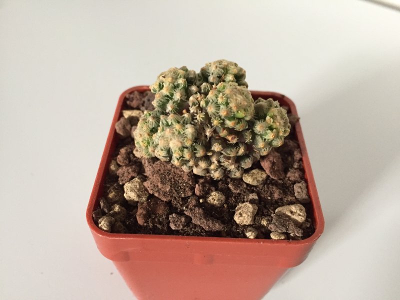 Mammillaria theresae 