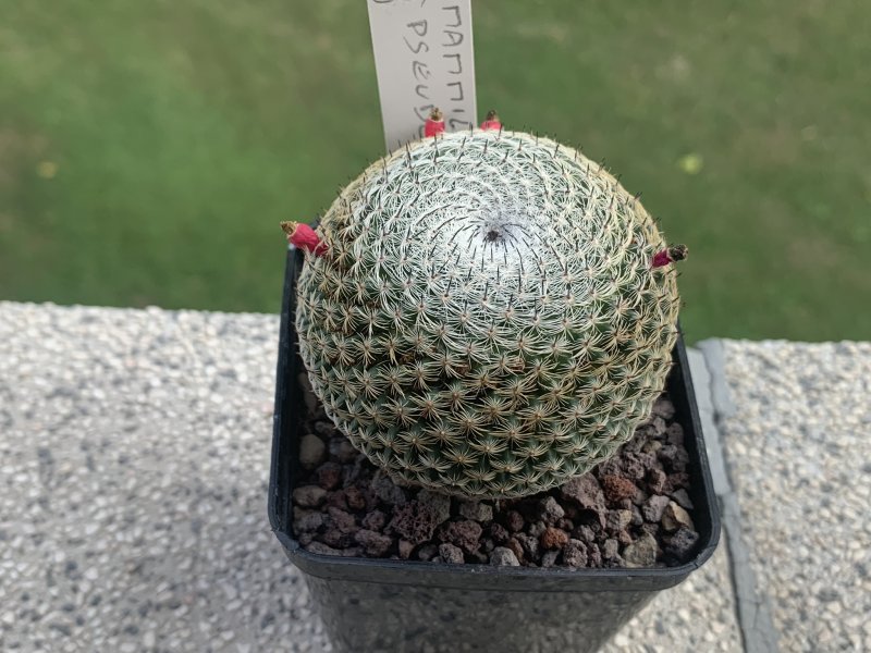 Mammillaria pseudoperbella 