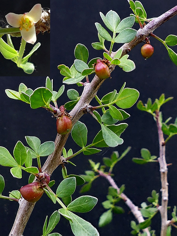 Bursera fagaroides v. elongata 