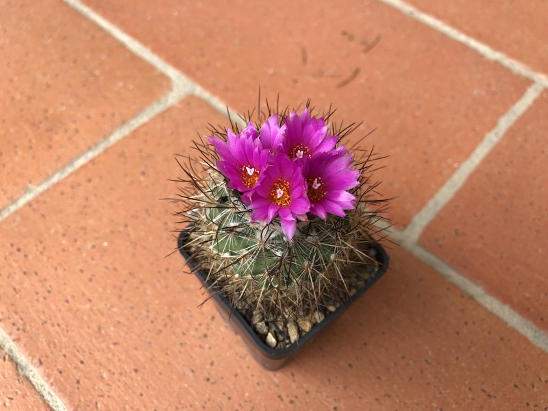 Gymnocactus viereckii 