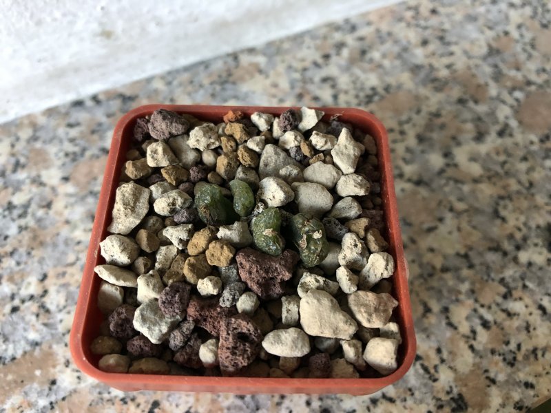 Conophytum pellucidum ssp. cupreatum 