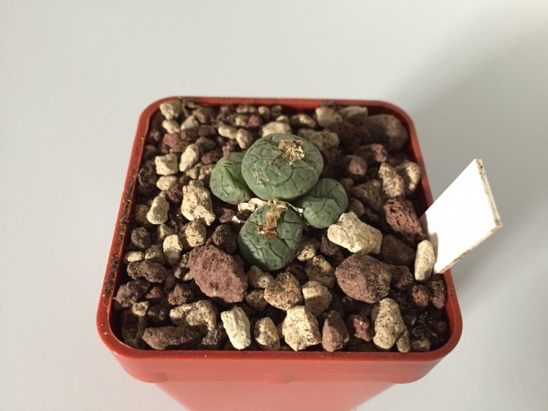 Conophytum obcordellum v. lambertense 