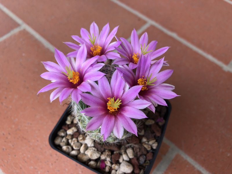 Mammillaria boolii 