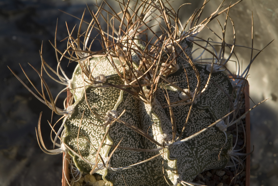 Astrophytum capricorne 