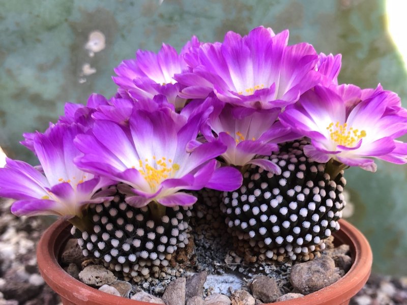 Mammillaria luethyi 