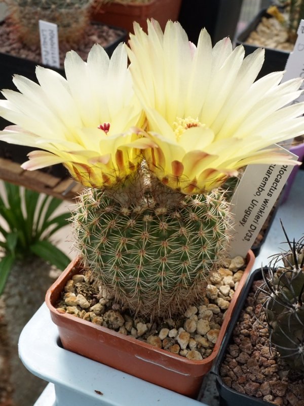 Notocactus winkleri DV 33