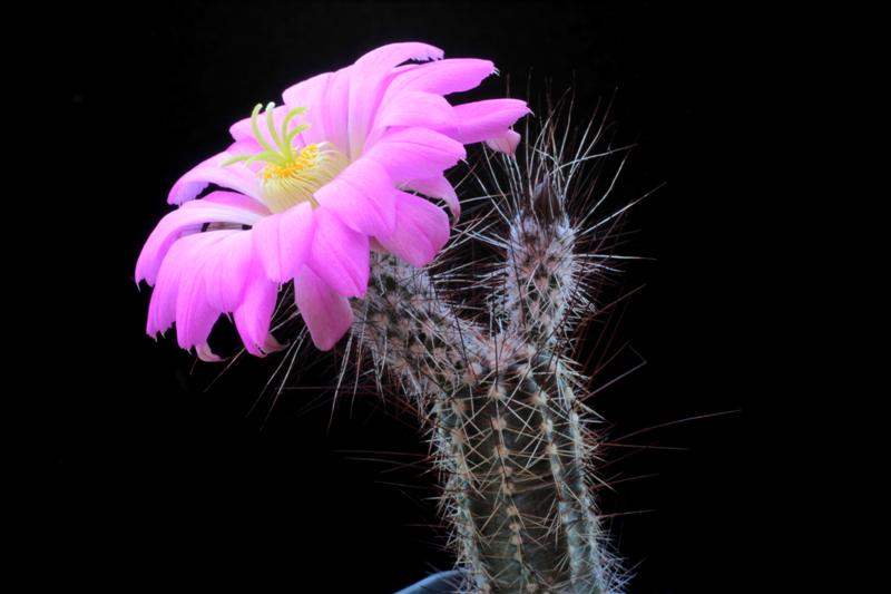 Echinocereus palmeri SB 184