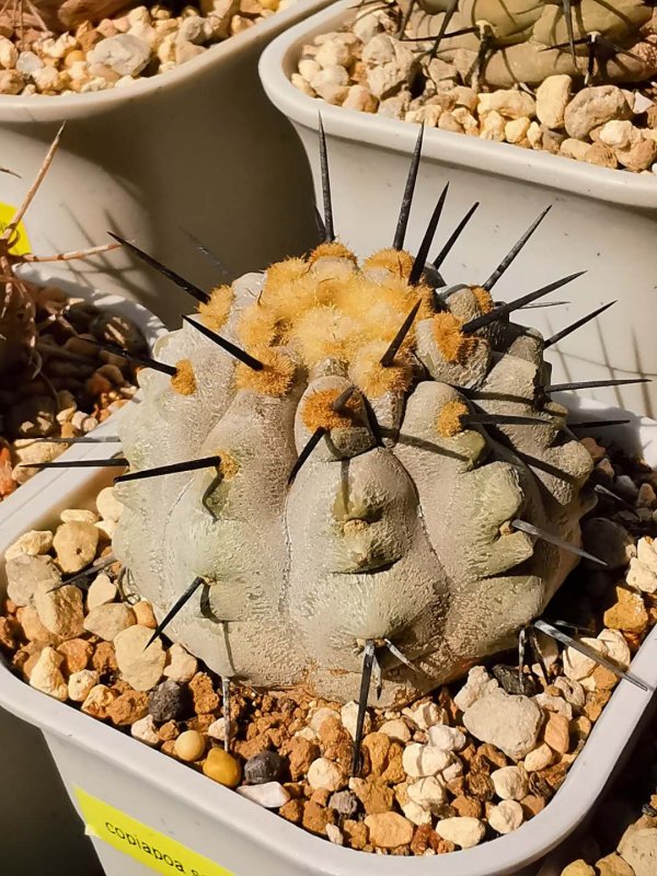 Copiapoa cinerea BIG114