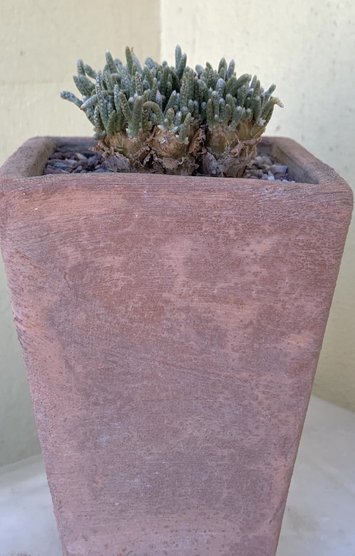 Avonia quinaria ssp. alstonii  