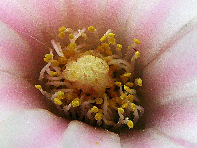 Lophophora williamsii 
