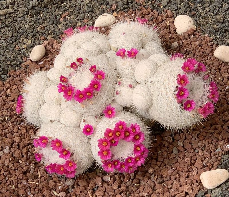 Mammillaria humboldtii 