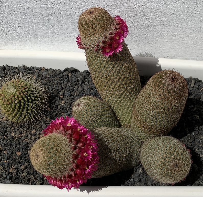 Mammillaria matudae 